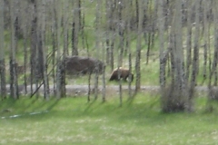 phoca_thumb_l_wildlife_bear 076 1