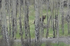 phoca_thumb_l_wildlife_bear 080 1