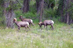 phoca_thumb_l_wildlife_bighorn-sheep-keck2