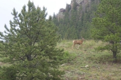 phoca_thumb_l_wildlife_carolyns deer