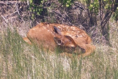 phoca_thumb_l_wildlife_fawn oneil_edited-1