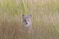 phoca_thumb_l_wildlife_fox in the meadow at sheep creek-lb