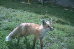 phoca_thumb_l_wildlife_foxy lady 5