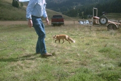 phoca_thumb_l_wildlife_foxy lady and bill