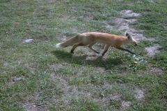 phoca_thumb_l_wildlife_foxy lady3