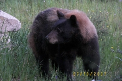 phoca_thumb_l_wildlife_heathersbear