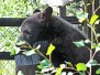 Wildlife