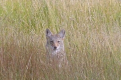 phoca_thumb_l_wildlife_fox in the meadow at sheep creek-lb